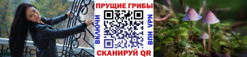 Псилоцибиновые грибы Psilocybine cubensis Курильск